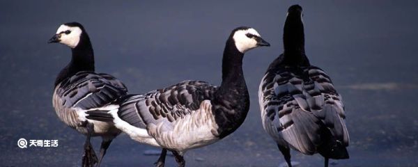 藤壶鹅为什么摔不死 藤壶鹅为什么摔不死原理