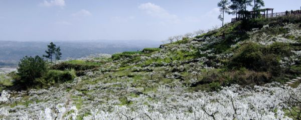 安徽砀山梨花节什么时候 砀山梨花节在每年什么时候举行