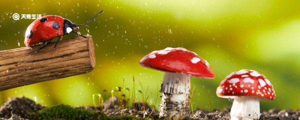 瓢虫吃什么 瓢虫吃什么东西