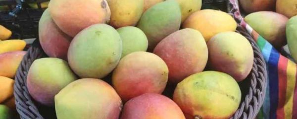 青芒切开太生了怎么办 青芒食用注意事项