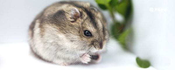 仓鼠为什么叫仓鼠 仓鼠为何叫仓鼠
