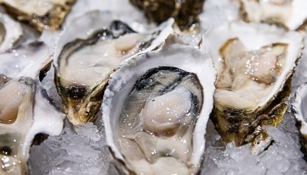 牡蛎和生蚝的区别  牡蛎和生蚝的差别