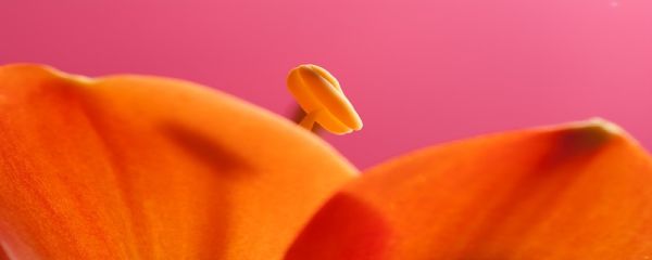 君子兰的作用 君子兰的作用与功效