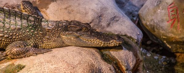 鳄鱼是什么动物 鳄鱼是什么