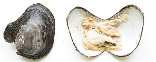河蚌吃什么 河蚌吃什么食物