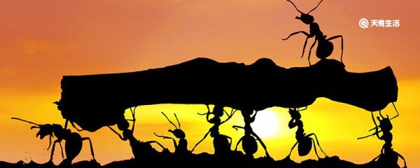 家中有蚂蚁怎么办 家中有蚂蚁怎么解决