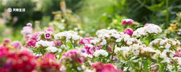 萨日朗什么意思 萨日朗是什么意思