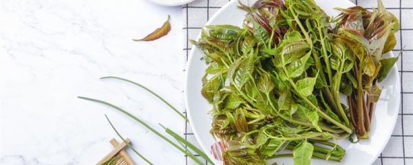 香椿的吃法与禁忌 香椿的功效与禁忌