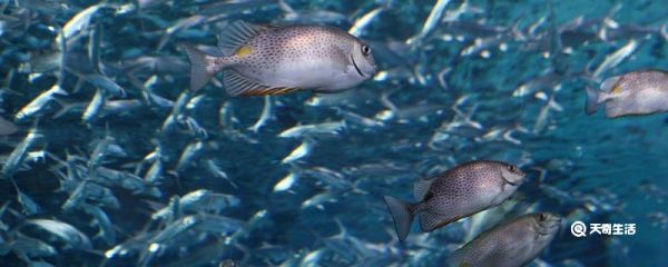 亚海酸油是什么食物 深海亚油酸是什么食物