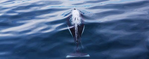 鲸鱼有哪些分类 鲸鱼常见品种有哪些