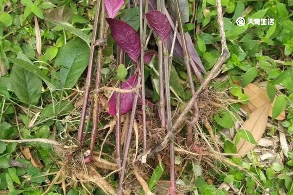 红牛克膝的功效与作用 红牛克膝的功效与作用禁忌