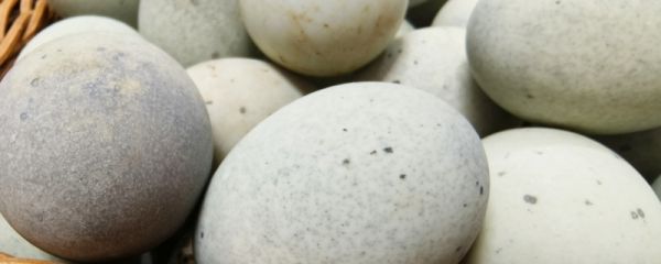 皮蛋制作方法及配方 皮蛋制作注意事项