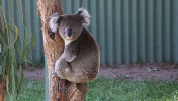 树懒和考拉的区别 树懒和考拉的区别是什么