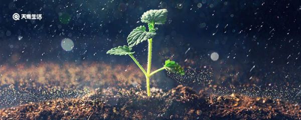 植物传播种子的方法有哪些呢 动物怎样帮助植物传播种子