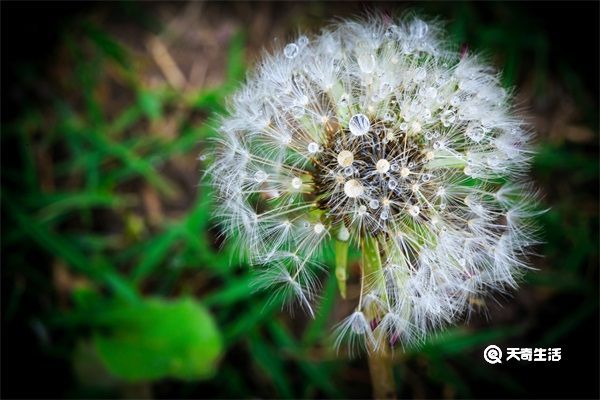 蒲公英加红茶泡水喝的功效 蒲公英加红茶泡水喝有什么功效
