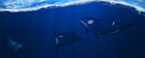 一鲸落万物生什么意思 鲸落是什么意思