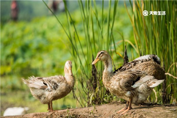 鸭胆油的功效与作用 鸭胆油的功效
