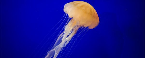 水母有公母之分吗 水母是什么动物