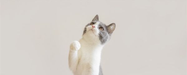 地下吸猫到底是什么意思  地下吸猫是什么意思