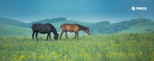 世界上最高的平原 世界上最高的平原是什么