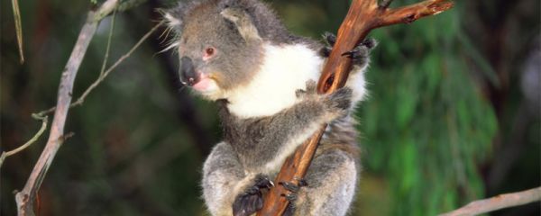 哪种动物拥有和人类相似的指纹 哪种动物和人类相似的指纹