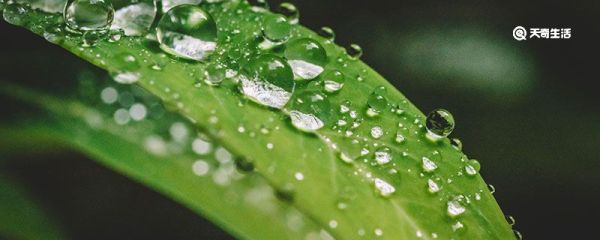 白露的物候现象和农事活动 白露的物候现象