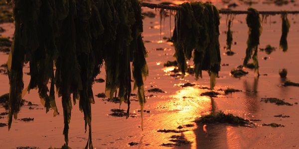 干海带泡发的正确方法 干海带如何正确泡发