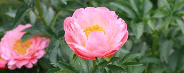 芍药花语 芍药的花语及意义