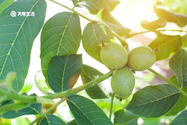 核桃树枝煮鸡蛋的功效与作用 核桃树枝煮鸡蛋的功效