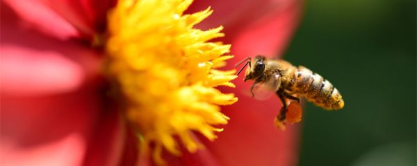 马蜂是益虫还是害虫   马蜂喜好