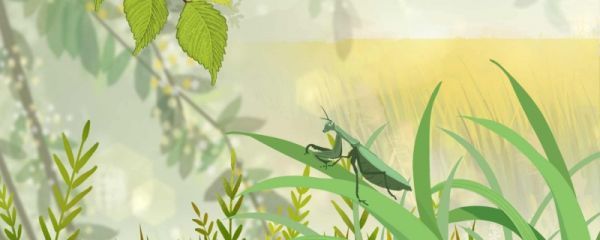 立夏后面的节气是什么 立夏节气是在什么时候