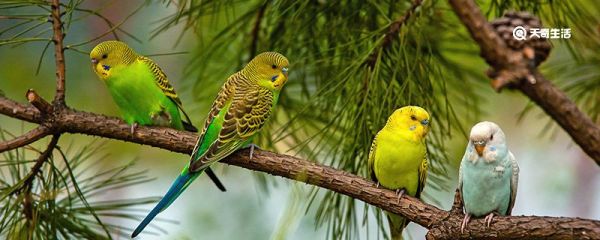 虎皮鹦鹉会说话吗 虎皮鹦鹉会不会说话