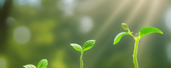种子催芽方法五种方法 种子催芽注意事项
