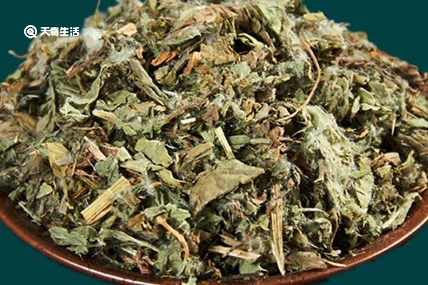 七七牙草的功效 七七牙草功效与作用