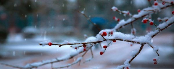 梅花魂的魂指什么意思 梅花魂的魂意思是什么