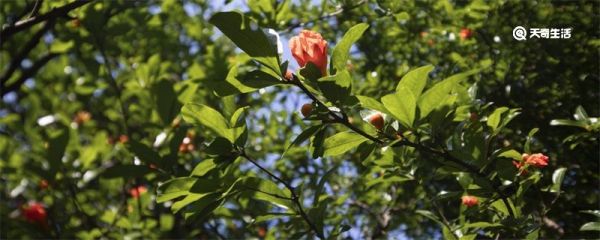 石榴花花语 石榴花花语是什么