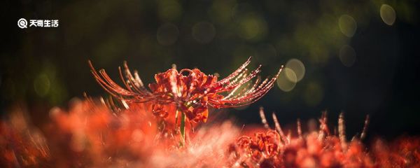 彼岸花的寓意 彼岸花什么寓意