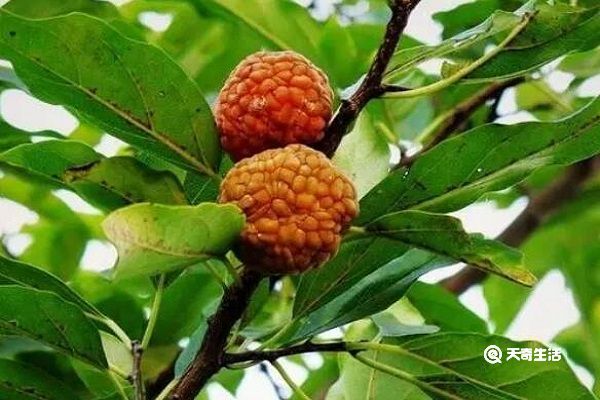 柘树果实的功效与作用 柘树果实的功效
