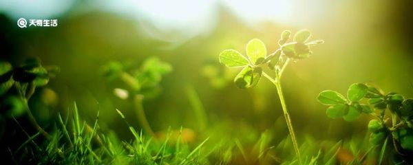 为什么说草蛉是除害能手呢 草蛉为什么是除害能手