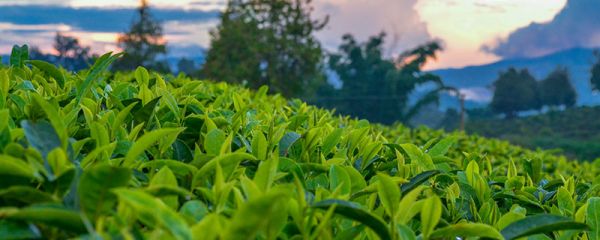 乌龙茶有哪些 乌龙茶有哪些种类