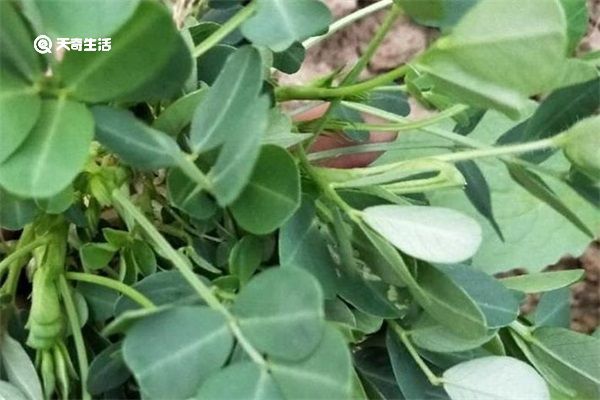 花生秧子的功效与作用 花生秧子的功效与作用有哪些