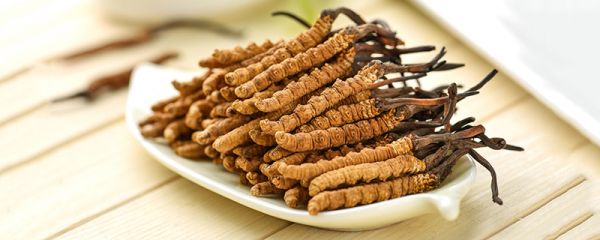 冬虫夏草是什么东西 冬虫夏草有什么作用