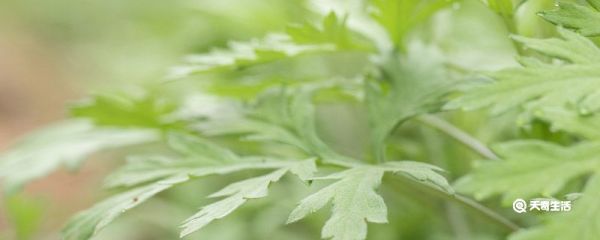 吃野菜需要注意什么 吃野菜需要注意啥