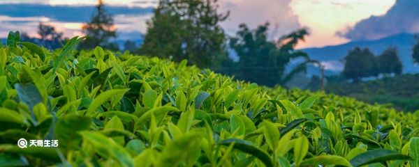 中国十大名茶 中国十大名茶是哪些
