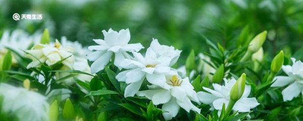 栀子花叶子发黄是什么原因 栀子花叶子发黄的原因