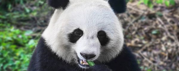 陕西大熊猫和四川大熊猫对比 陕西大熊猫和四川大熊猫有哪些不同