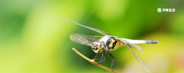 蜻蜓外形特点 蜻蜓外形特点是什么