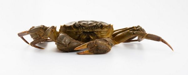 螃蟹死了能吃吗 螃蟹死了多久不能吃了