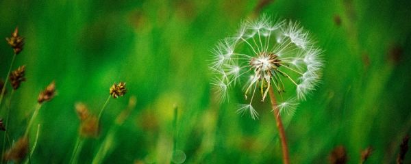 蒲公英的花语 蒲公英的花语有哪些