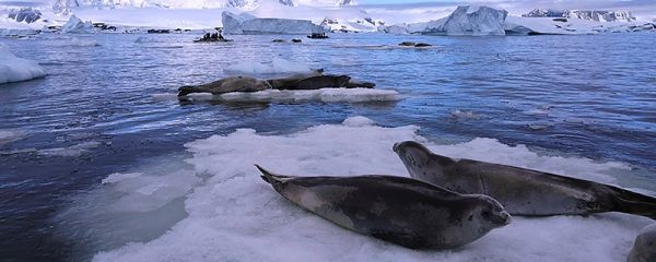 海洋生物有哪些 海洋生物包括什么